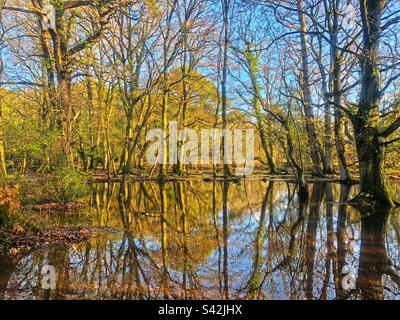 Réflexions d'arbres d'automne sur le cours d'eau inondé d'Ober dans le parc national de New Forest Banque D'Images