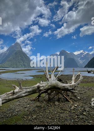 Un arbre mort s'est lavé sur une plage en face de Mitre Peak au parc national de Milford Sound, dans l'île du Sud, en Nouvelle-Zélande Banque D'Images