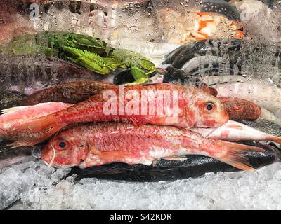 Mullet rouge dans la fenêtre des poissonniers Banque D'Images