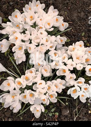 Crocuses blanches d'en haut Banque D'Images