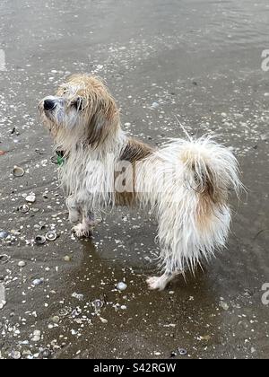 Adorable chien boueux sur la plage Banque D'Images