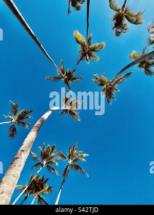 Palmiers de l'angle de vue inférieur vers le haut. Magnifiques arbres naturels à composition dynamique Banque D'Images