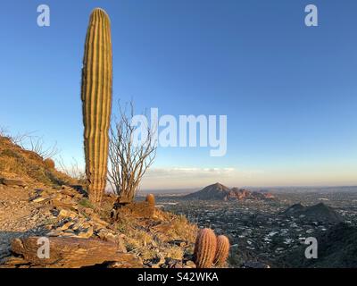 Eclairage Golden hour, sur Saguaro cactus Spear, ocotillo cactus, Two bit Peak, Camelback Mountain in distance, horizon teinté au coucher du soleil, Phoenix Mountains Preserve, AZ, 40th Street Trailhead Banque D'Images