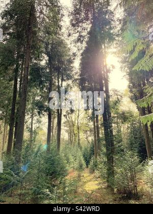 Belle lumière du soleil se diffusant à travers les arbres dans la nouvelle forêt verdoyante du hampshire, en Angleterre Banque D'Images