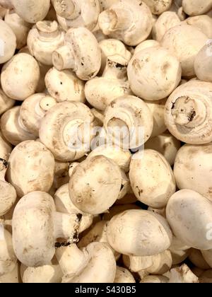 Gros plan de champignons de Paris en vrac sur l'exposition d'un marché. Photo prise en France en août 2022 Banque D'Images