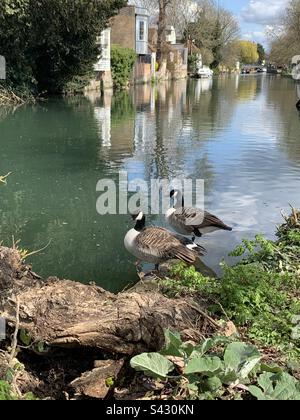 Promenade quotidienne le long de la rivière Lee à Ware. N’oubliez pas le pain pour les oiseaux. Banque D'Images