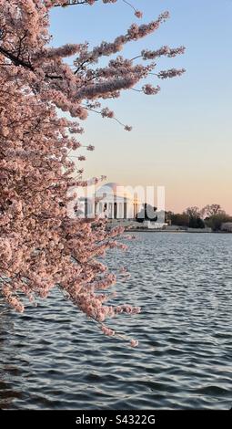 Le Thomas Jefferson Memorial encadré par les cerisiers en fleurs au coucher du soleil. Banque D'Images