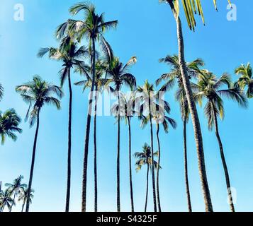 De grands palmiers sur la plage de Sayulita. Banque D'Images