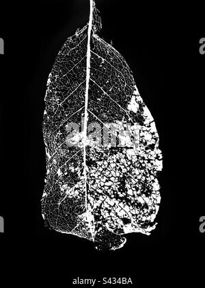 Image inversée en noir et blanc d'une feuille de squelette sur fond noir Banque D'Images