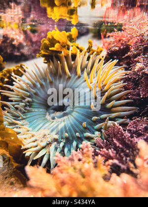 Vue sous l'eau d'une anémone de mer dans une piscine à marée. Banque D'Images