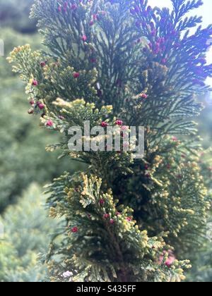 Thuja plicata (cèdre rouge de l'ouest) avec des cônes rouges/magenta au début du printemps, Liverpool, Royaume-Uni. Banque D'Images