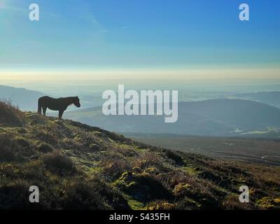 Poney sauvage sur les pentes de la montagne Sugarloaf, Abergavenny, pays de Galles. Banque D'Images