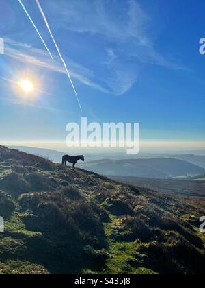 Poney sauvage sur la montagne Sugarloaf, Abergavenny, pays de Galles, peu après le lever du soleil, avril. Banque D'Images