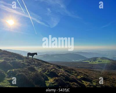 Poney sauvage sur la montagne Sugarloaf, Abergavenny, pays de Galles, tôt le matin, avril. Banque D'Images