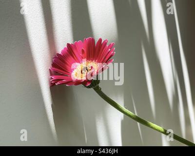 Gros plan d'une seule Marguerite Gerbera rose également connue sous le nom de Marguerite africaine ou Marguerite Transvaale sur un mur blanc à motif ombré. Banque D'Images