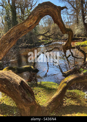 Au printemps, des branches d'arbres déchus encadrent la rivière Lymington dans le parc national de New Forest Brockenhurst Hampshire Royaume-Uni Banque D'Images