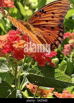 Le papillon de la passion ou du fritillaire du Golfe (Dione vanillae) est un papillon orange vif Banque D'Images