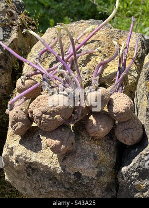 Première semence de pommes de terre "Colleen" prêt à planter Banque D'Images