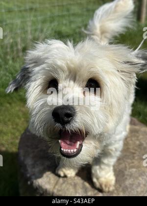 Le chien Bichon Havanais blanc sourit à l'appareil photo Banque D'Images