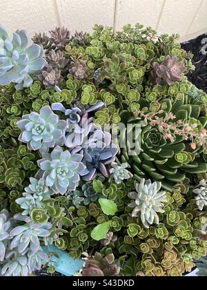 Plantes succulentes Banque D'Images