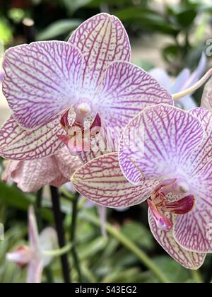 Orchidées pourpres et blanches avec tiges Banque D'Images