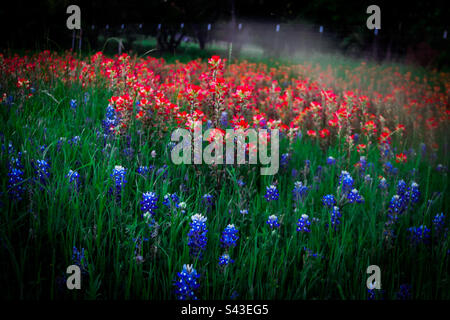 Bluebonnets et pinceaux indiens dans un champ au coucher du soleil Banque D'Images