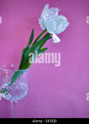 Gros plan d'une tulipe blanche à franges dans un verre de cristal sur fond rose. Banque D'Images