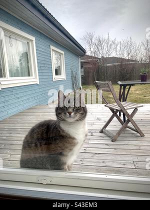 Un petit chaton de chat de maison a trouvé debout sur le seuil de la fenêtre voulant venir du jardin ayant l'air grincheux Banque D'Images