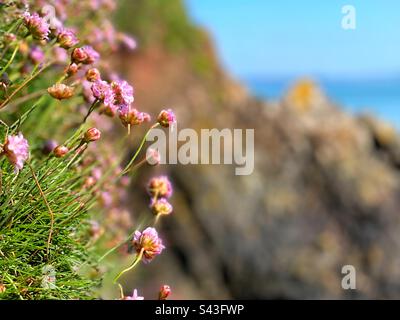 Pinks de mer ou Thrift ( Armeria maritima) croissant sur la côte de Pembrokeshire, pays de Galles de l'Ouest, avril. Banque D'Images