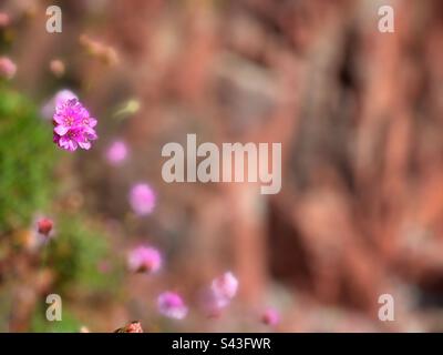 Pinks de mer ou thrift, (Armeria maritima) croissant à Pembrokeshire, pays de Galles de l'Ouest, avril. Banque D'Images