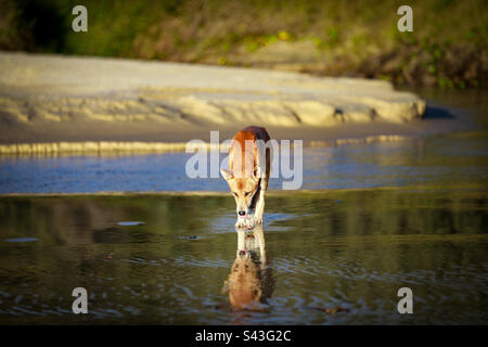 Dingo (Wongari) boire en traversant un ruisseau d’eau douce sur K’gari (île Fraser) Banque D'Images