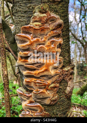 Le champignon de la cornière de coussins (Phellinus pomaceus) pousse sur le noir au Farley Mount Hampshire Royaume-Uni Banque D'Images