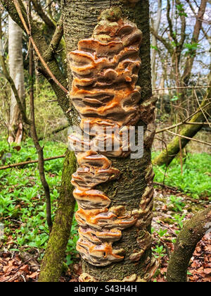 Le champignon de la cornière de coussins (Phellinus pomaceus) pousse sur le noir au Farley Mount Hampshire Royaume-Uni Banque D'Images