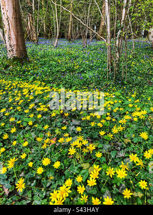 Des fleurs de célandine et des cloches au printemps à Parnholt Wood Hampshire Royaume-Uni Banque D'Images