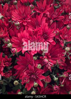 Fleur rouge vif. Banque D'Images