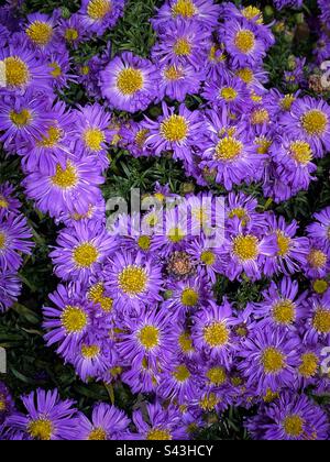 Gros plan fleur mauve vif. Banque D'Images