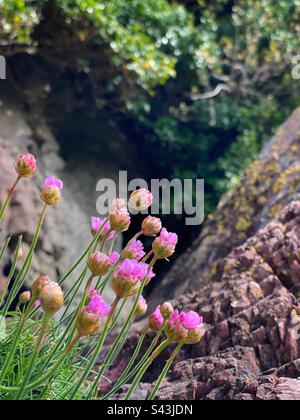 Pinks ou thrift de mer (Armeria maritima), croissant sur une falaise de mer à Pembrokeshire, dans l'ouest du pays de Galles, avril. Banque D'Images