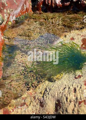 Des anemones de mer (Anemonia viridis) de serpents poussent dans un Rockpool peu profond à Pembrokeshire, dans l'ouest du pays de Galles, en avril. Banque D'Images