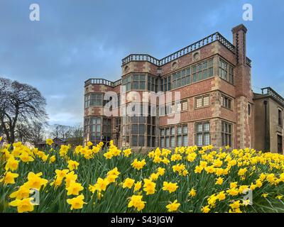 Jonquilles devant Astley Hall dans Astley Park, Chorley, le soir du printemps. La salle a été récemment restaurée avec le briqueterie d'origine maintenant en démonstration. Banque D'Images