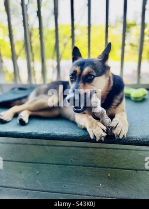 Chiot berger allemand avec un jouet à mâcher Banque D'Images