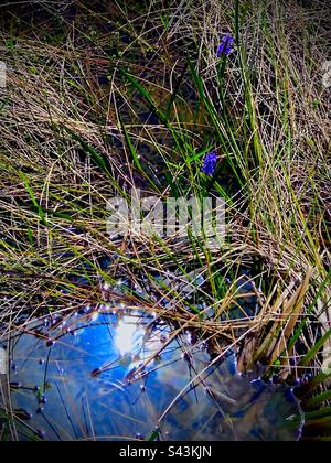 Grassy Waters West Palm Beach Floride Banque D'Images