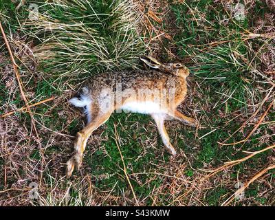 Lièvre commun mort récemment décédé sur le bord de l'herbe Banque D'Images