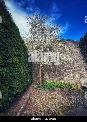 Un arbre en fleur dans le jardin du Cockpit au château de Richmond Banque D'Images