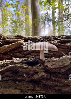 Champignons poussant sur une bûche tombée dans la forêt. Banque D'Images