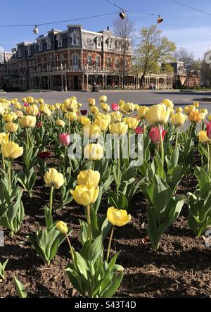 Saison des tulipes à Niagara-on-the-Lake, Ontario, Canada. Banque D'Images