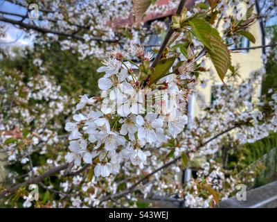 Printemps blanc fleuri sur un arbre à Munich. Banque D'Images