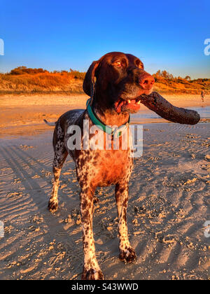 Chien-pointeur allemand sur la plage de Seaford au coucher du soleil Victoria Australie Banque D'Images