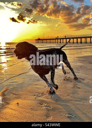 Chien-pointeur allemand sur la plage de Seaford au coucher du soleil Victoria Australie Banque D'Images