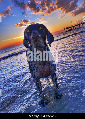 Chien-pointeur allemand sur la plage de Seaford au coucher du soleil Victoria Australie Banque D'Images