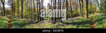 Bluebell Walk à Stoke Park Woods Bishopstoke Hampshire Royaume-Uni Banque D'Images